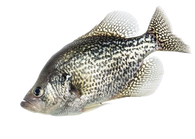 Black crappie — deep-bodied panfish speckled all over with dark blotches