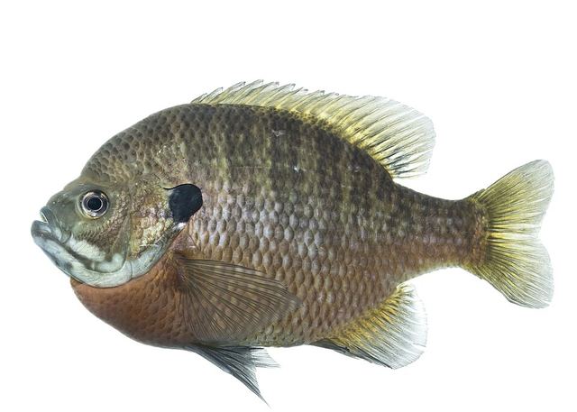 Bluegill — hand-sized sunfish with a solid black ear flap and dark smudge on the rear of the dorsal fin