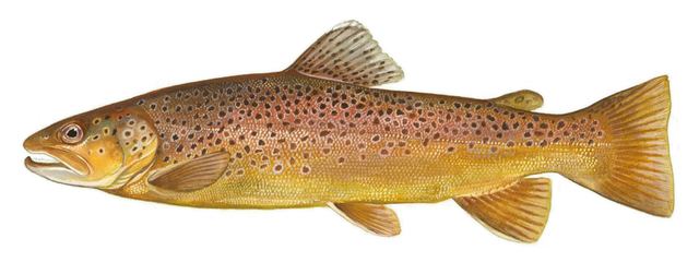 Brown trout — golden-brown fish with large dark spots and red-orange spots, tail mostly unspotted