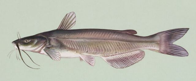 Channel catfish — whiskered fish with a deeply forked tail and scattered dark spots