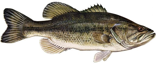 Largemouth bass — green fish with a dark ragged horizontal stripe and a jaw extending past the eye