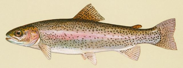 Rainbow trout — silver fish with a pink-red stripe down its side and small black spots over body and tail