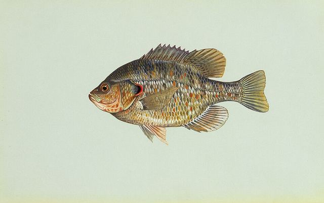 Redear sunfish — sunfish with a red-orange edge on its black ear flap