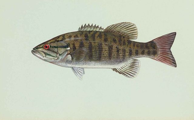 Smallmouth bass — bronze fish with vertical bars and a red eye