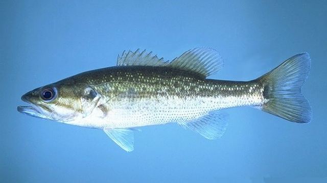 Spotted bass — bass with a blotchy lateral stripe and rows of spots on the lower side