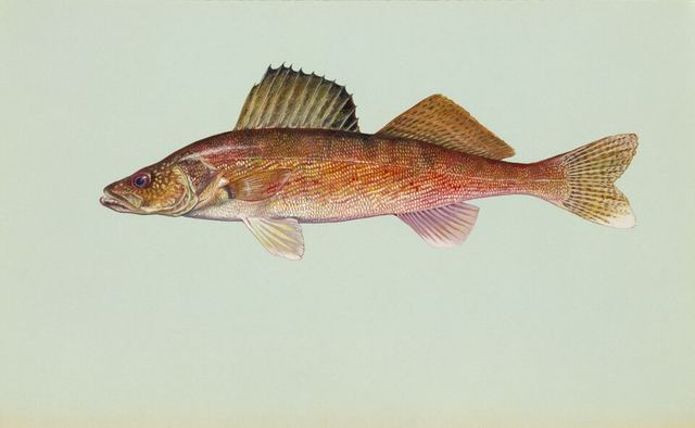 Walleye — golden fish with a large glassy reflective eye and white tip on the lower tail fin