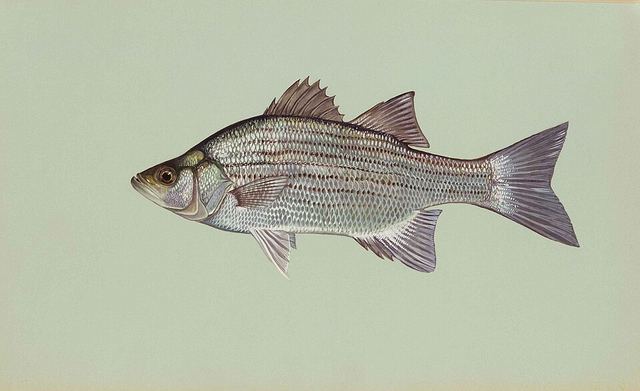 White bass — chrome-silver fish with thin dark horizontal pinstripes