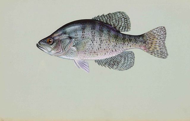 White crappie — silvery deep-bodied panfish with faint vertical bars